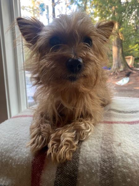 Peanut, a Adoptable mixed breed in Port Alberni, BC image 4/4