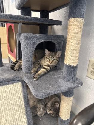 Enlarge Venus, a Adoptable mixed breed in Washington, IA image 1/2