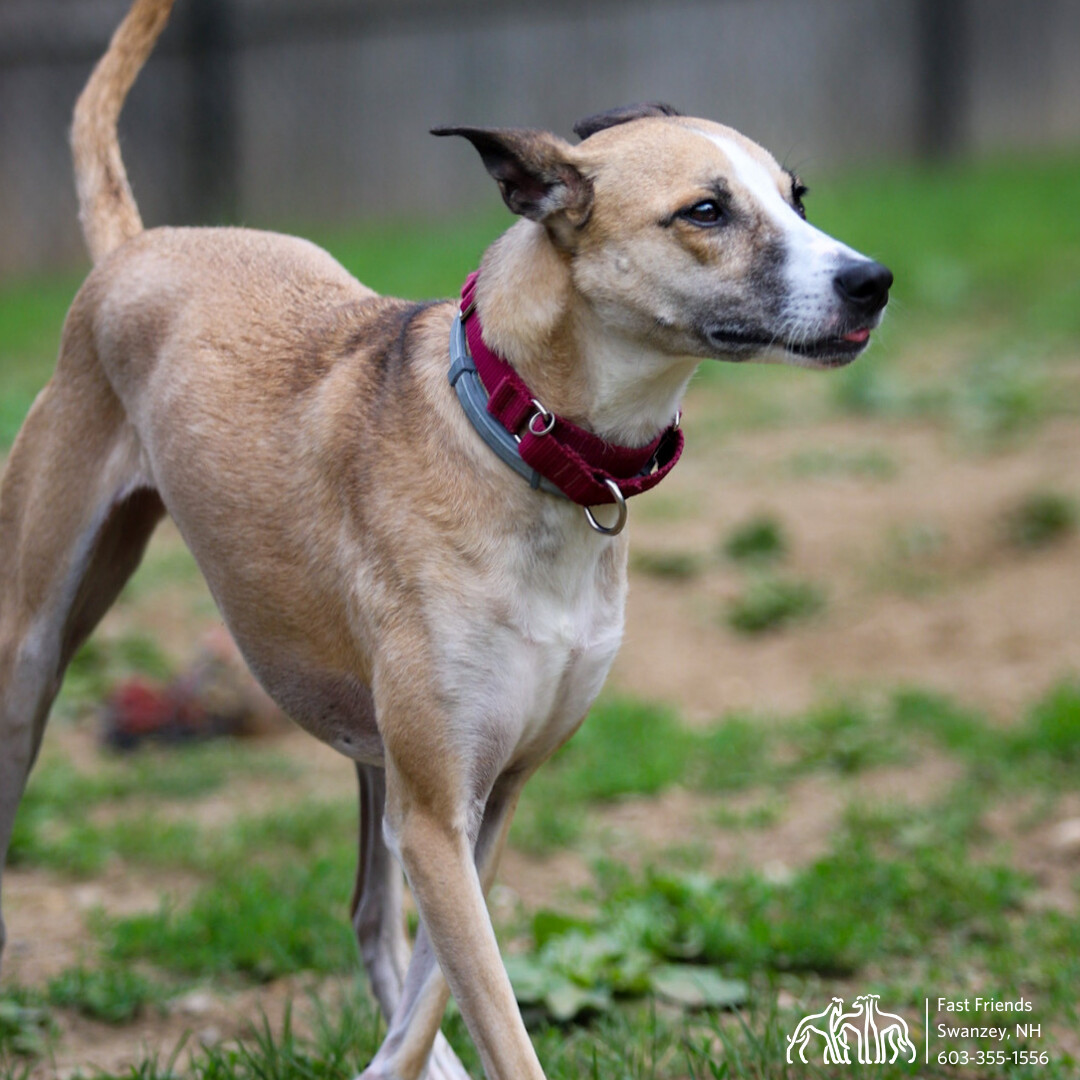 Asha, a Adoptable mixed breed in Swanzey, NH image 5/5