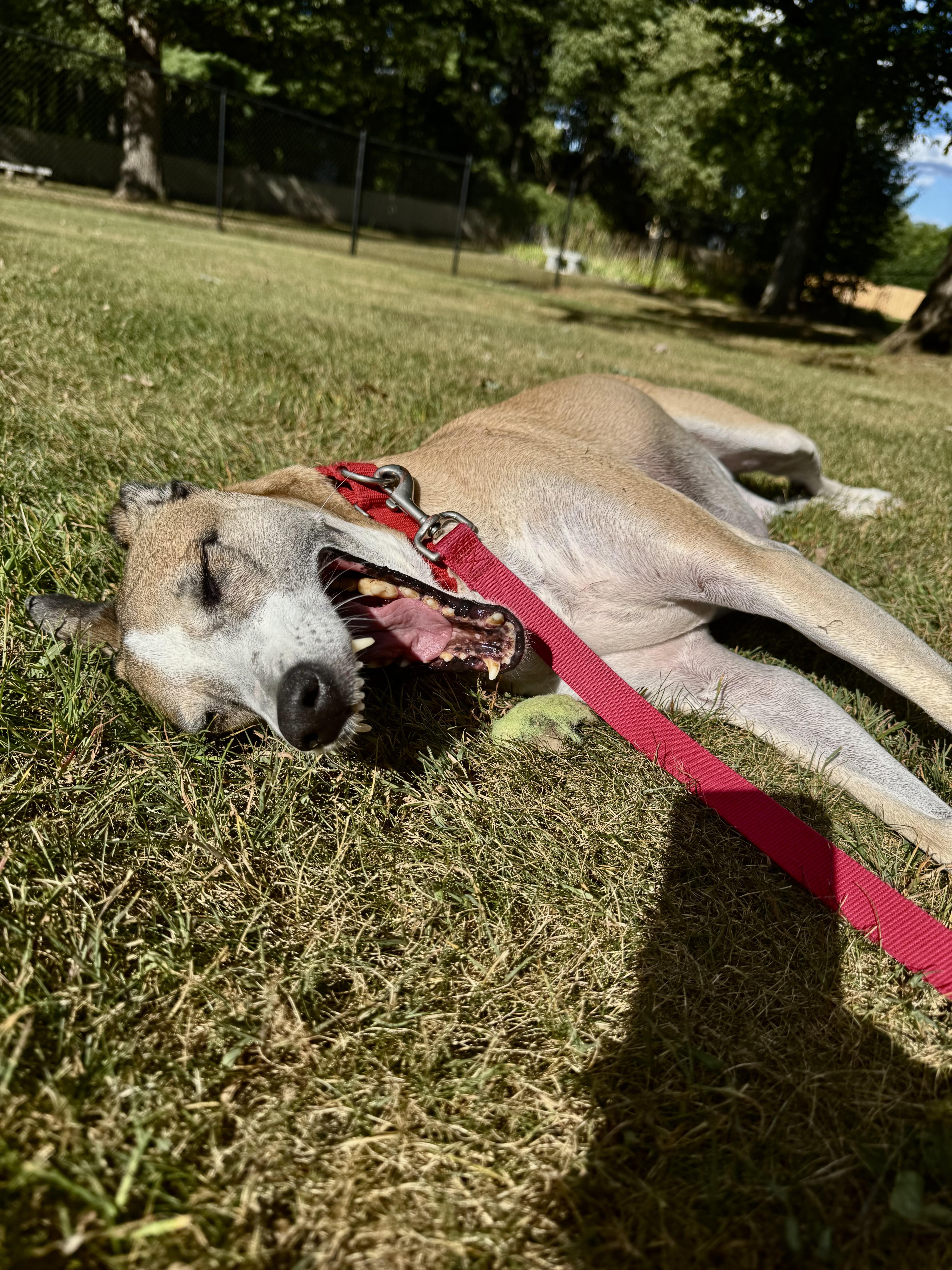 Asha, Adoptable, Adult Female Mixed Breed.