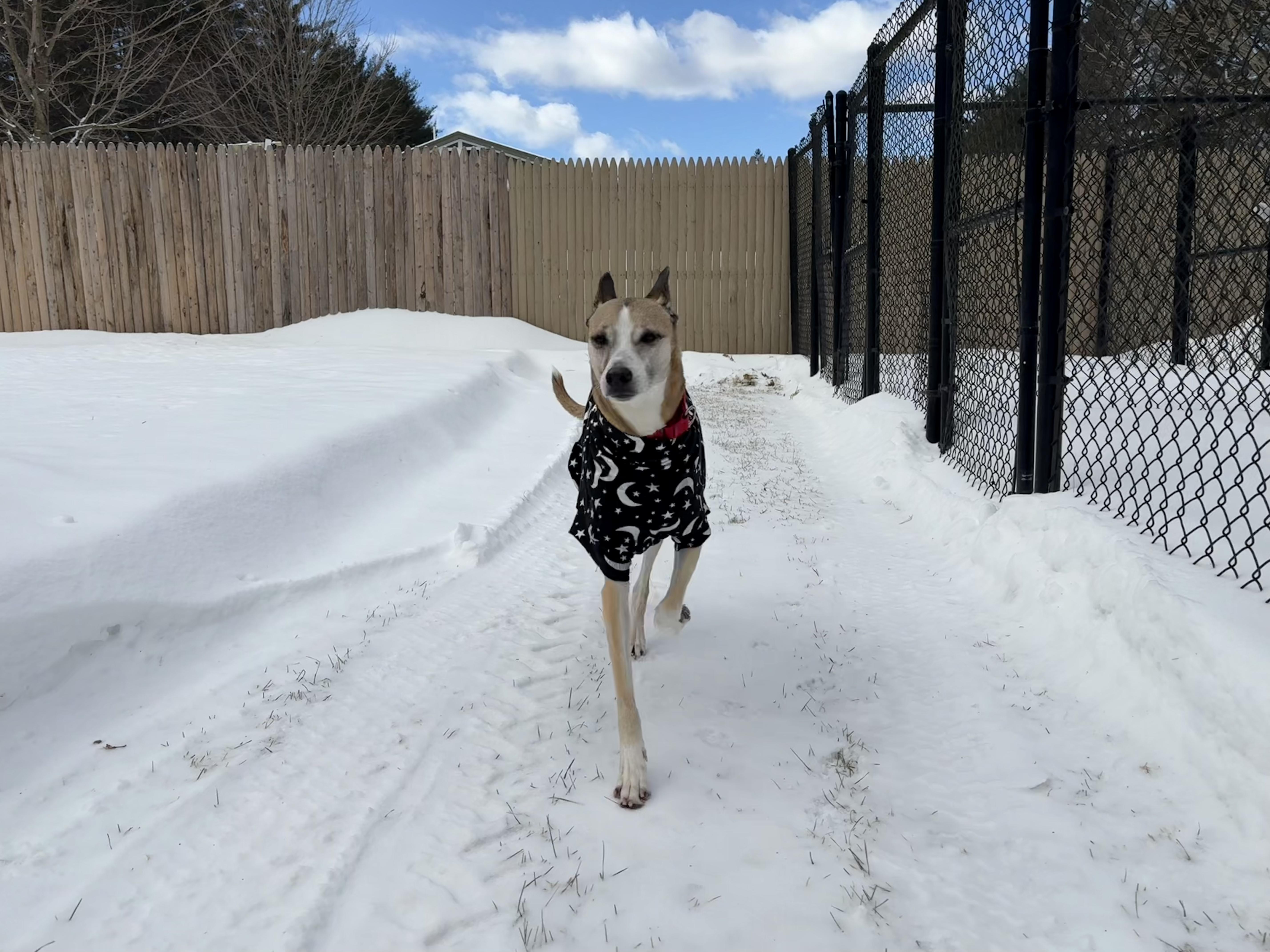 Asha, Adoptable, Adult Female Mixed Breed.