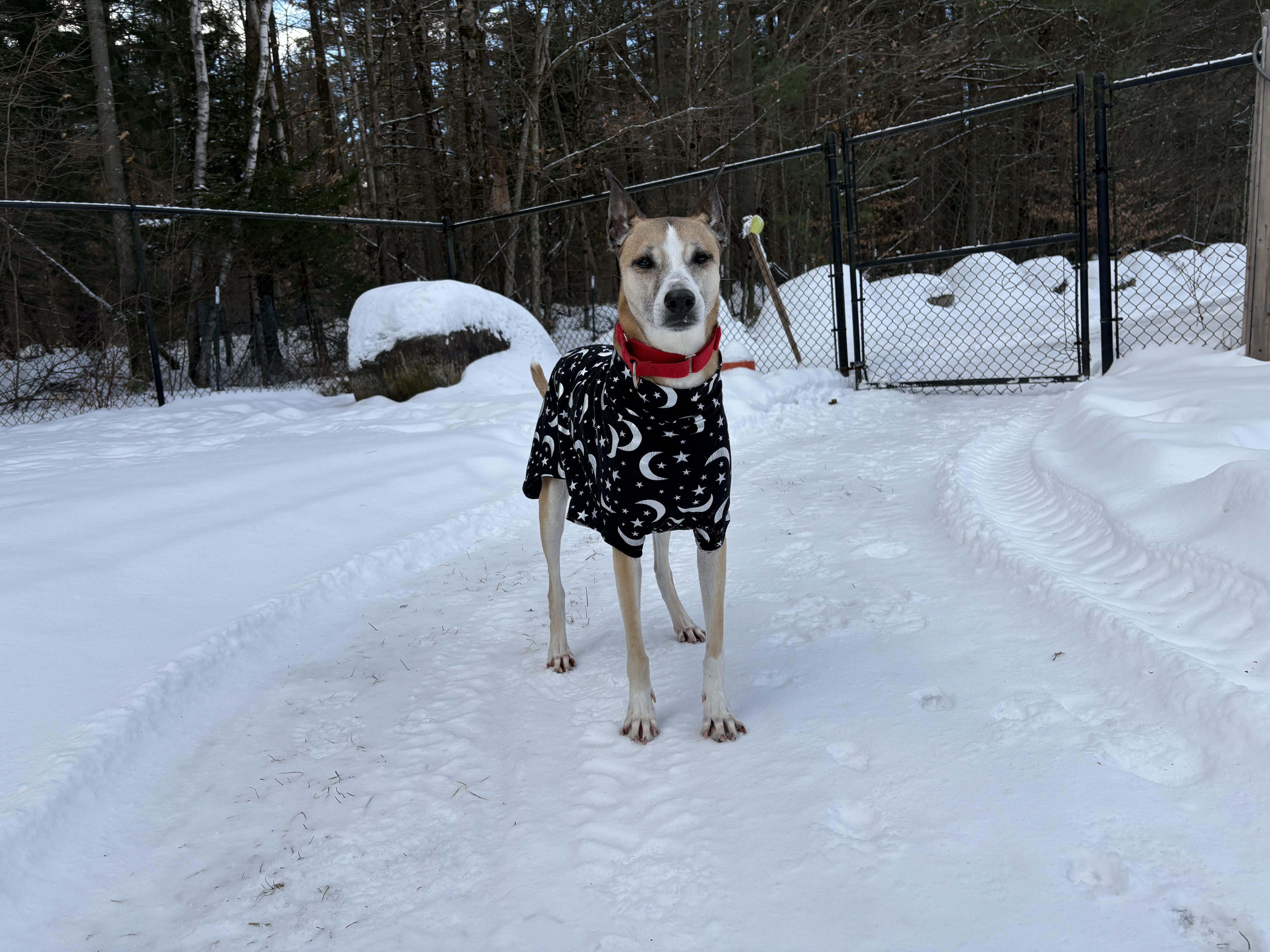 Asha, a Adoptable mixed breed in Swanzey, NH image 4/5