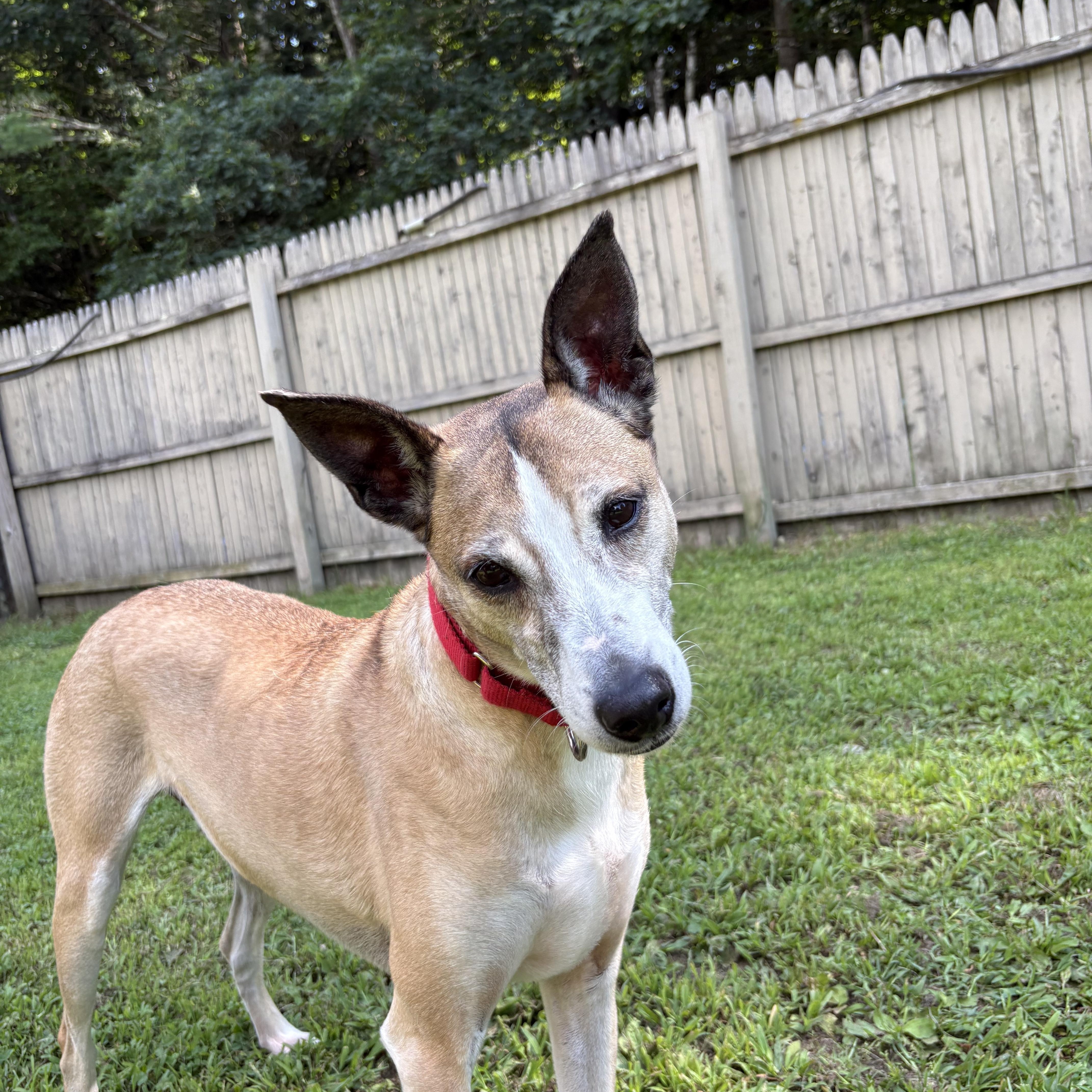 Enlarge Asha, a Adoptable mixed breed in Swanzey, NH image 3/6