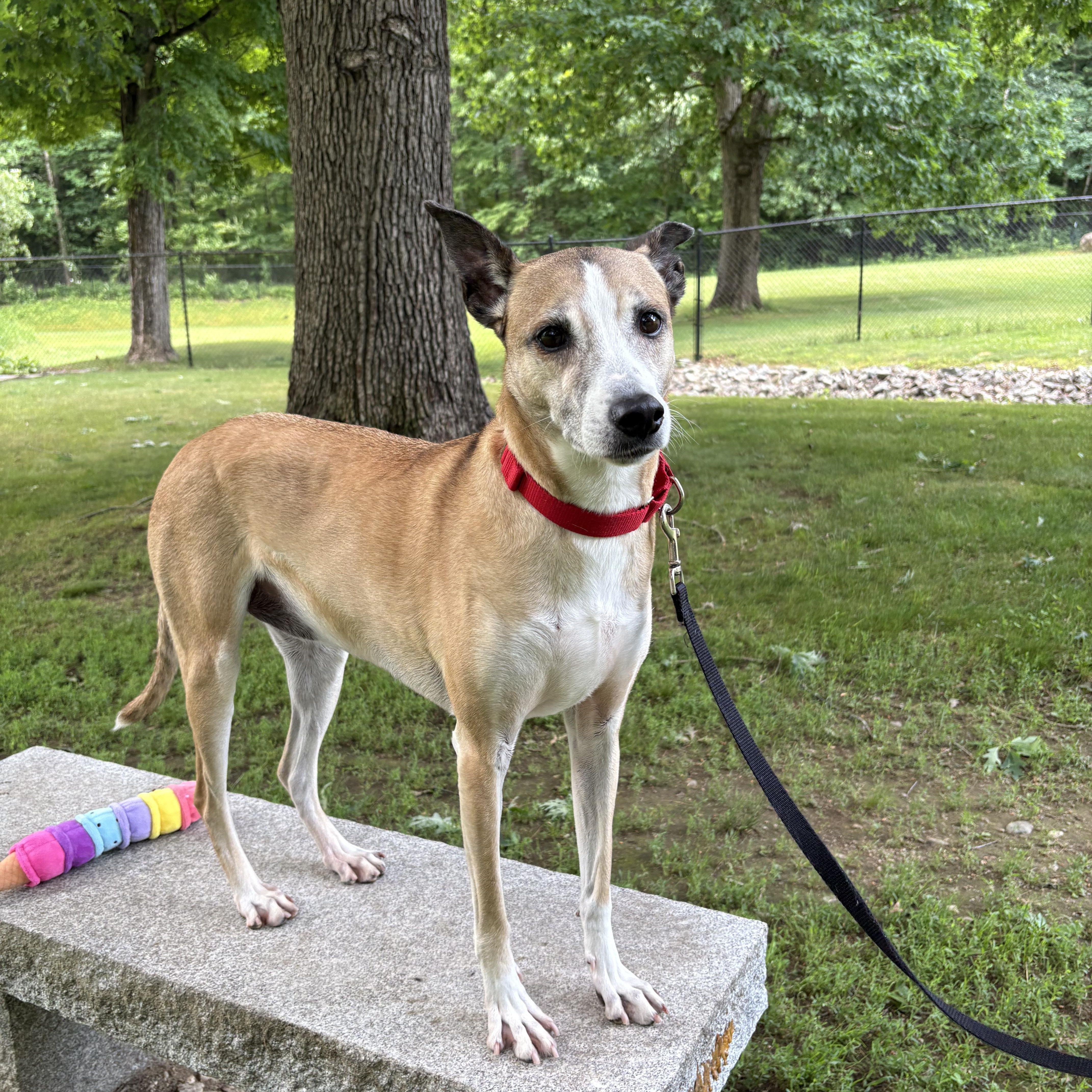 Asha, Adoptable, Adult Female Mixed Breed.
