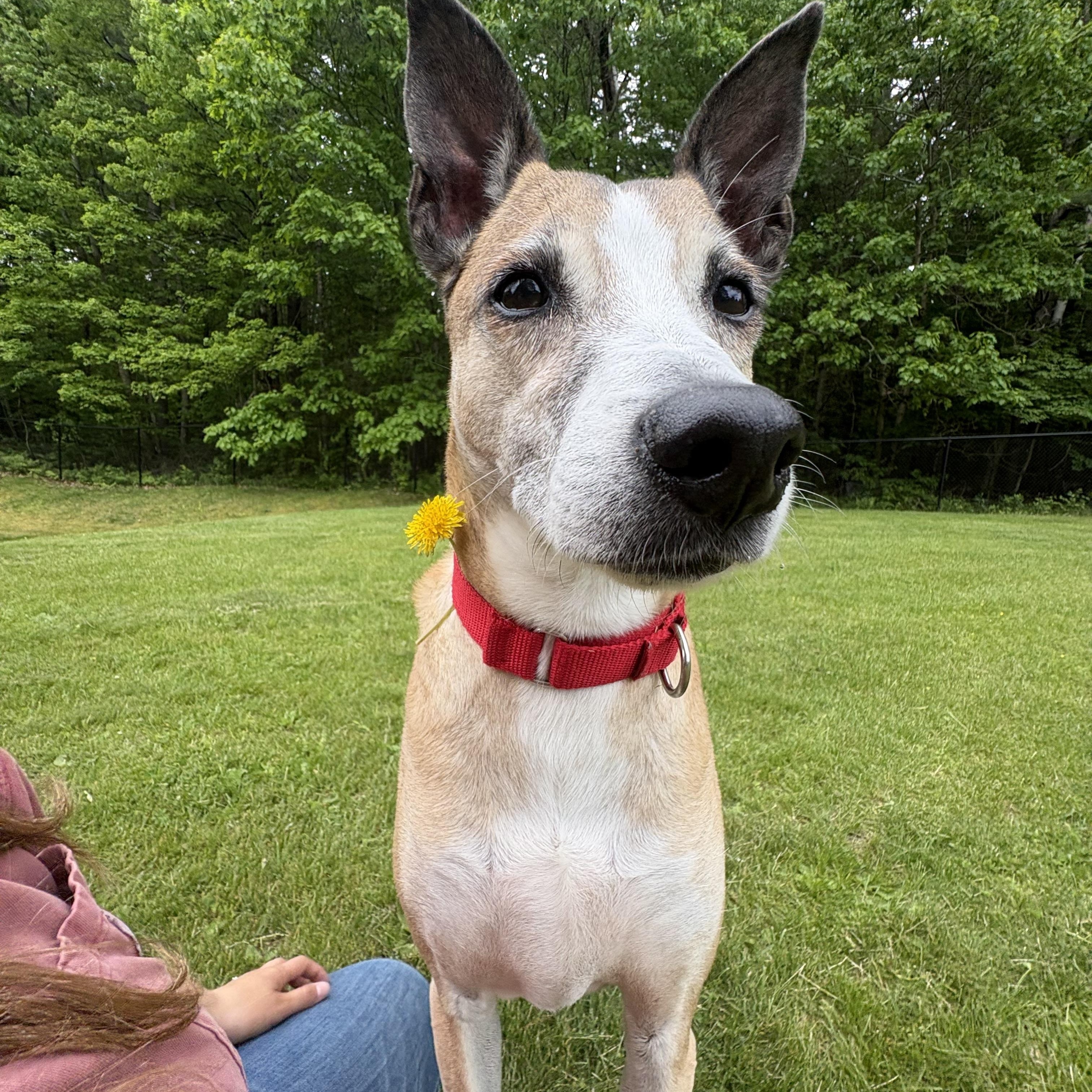 Enlarge Asha, a Adoptable mixed breed in Swanzey, NH image 2/6