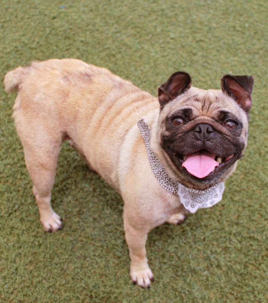 Francine, Adoptable, Adult Female Pug.