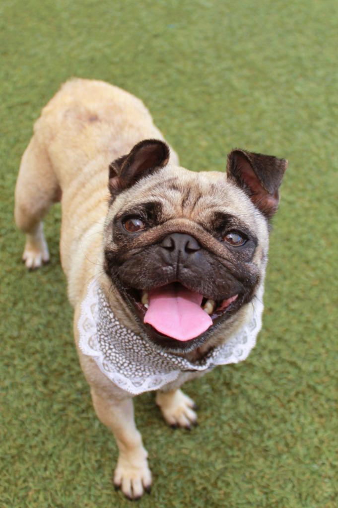 Francine, a Adoptable Pug in Gardena, CA image 2/6