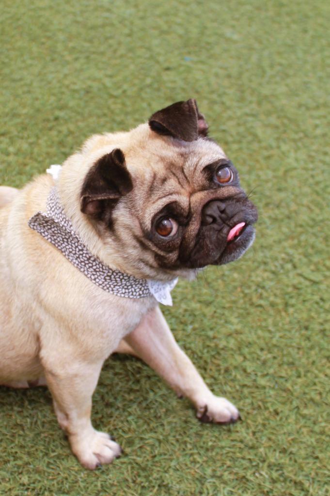 Francine, a Adoptable Pug in Gardena, CA image 3/6