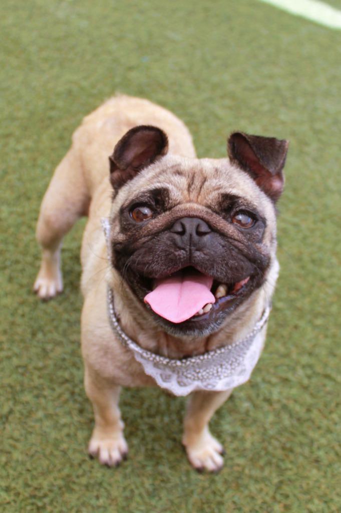 Francine, a Adoptable Pug in Gardena, CA image 4/6