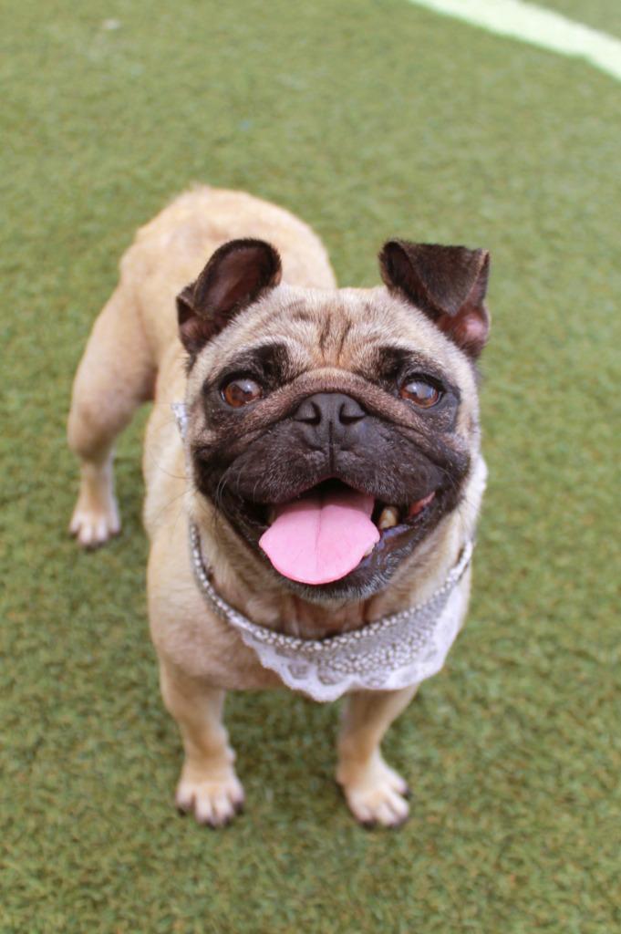 Francine, a Adoptable Pug in Gardena, CA image 5/6
