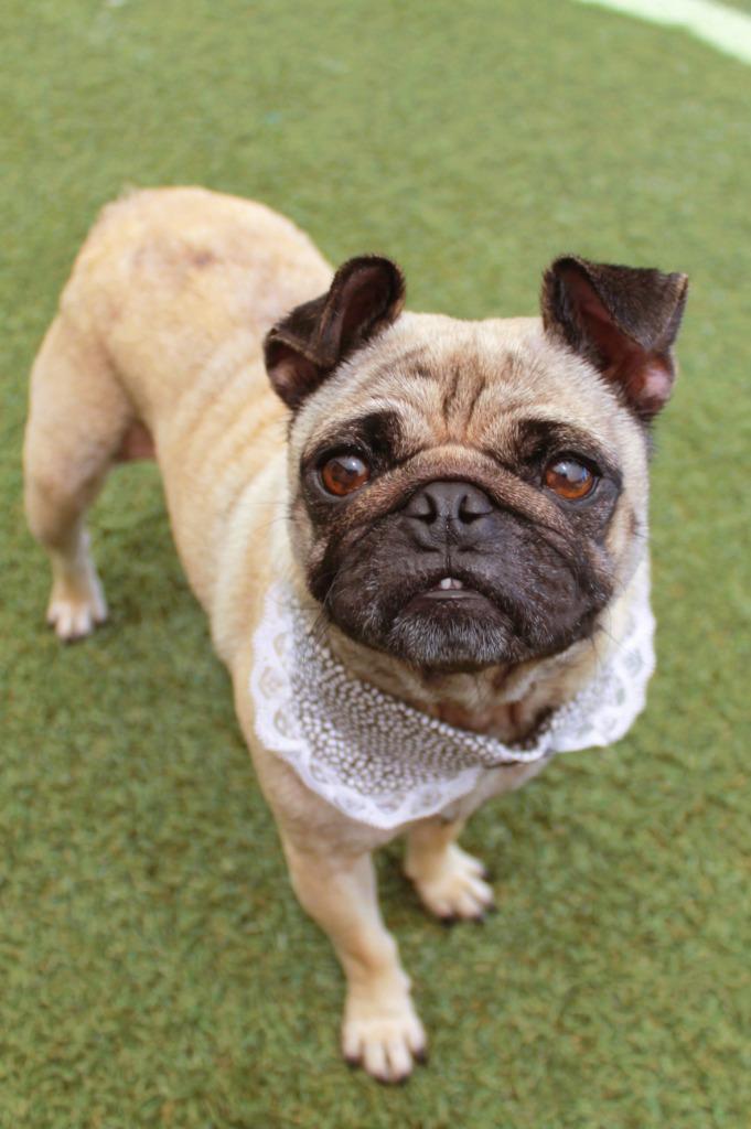 Francine, a Adoptable Pug in Gardena, CA image 6/6
