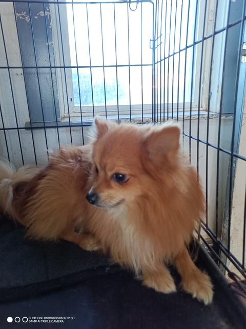 Enlarge Paco, an adopted mixed breed in Lavon, TX image 2/4