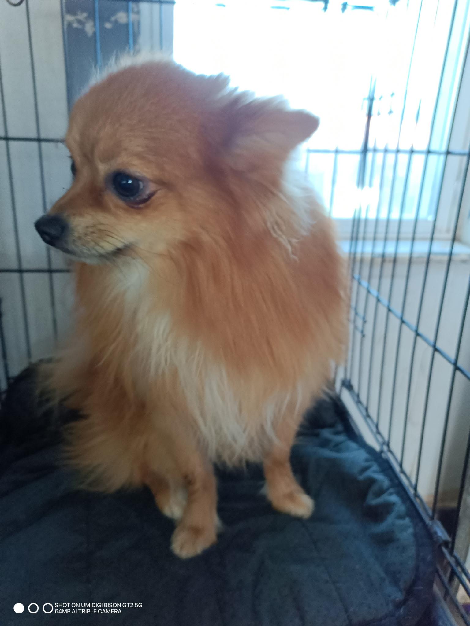 Paco, adopted, Adult Male Pomeranian.