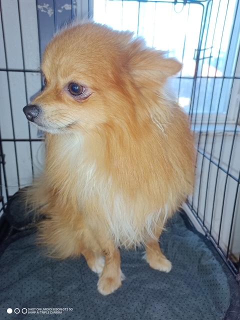 Enlarge Paco, an adopted mixed breed in Lavon, TX image 3/4