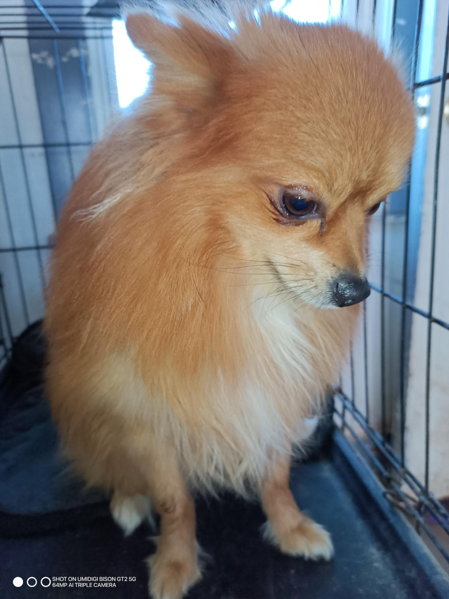 Enlarge Paco, an adopted mixed breed in Lavon, TX image 4/4