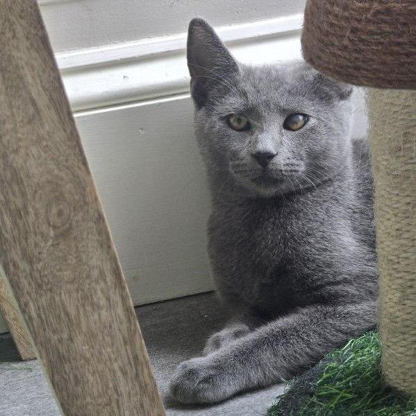 Enlarge Tai, a Adoptable Domestic Short Hair in Harrisonburg, VA image 1/4