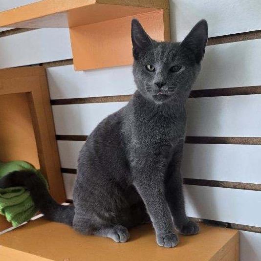 Enlarge Tai, a Adoptable Domestic Short Hair in Harrisonburg, VA image 2/4