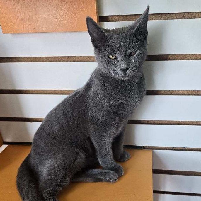 Enlarge Tai, a Adoptable Domestic Short Hair in Harrisonburg, VA image 3/4