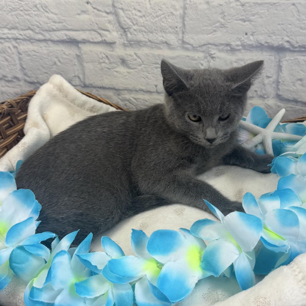 Enlarge Tai, a Adoptable Domestic Short Hair in Harrisonburg, VA image 4/4