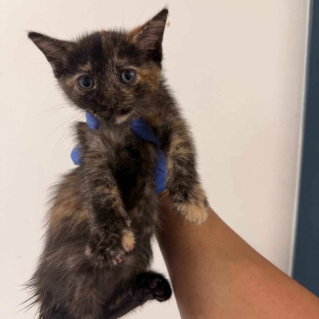 Gombus, Adoptable, Kitten Female Domestic Short Hair.