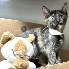 Enlarge Gombus, a Adoptable Domestic Short Hair in Novelty, OH image 2/2