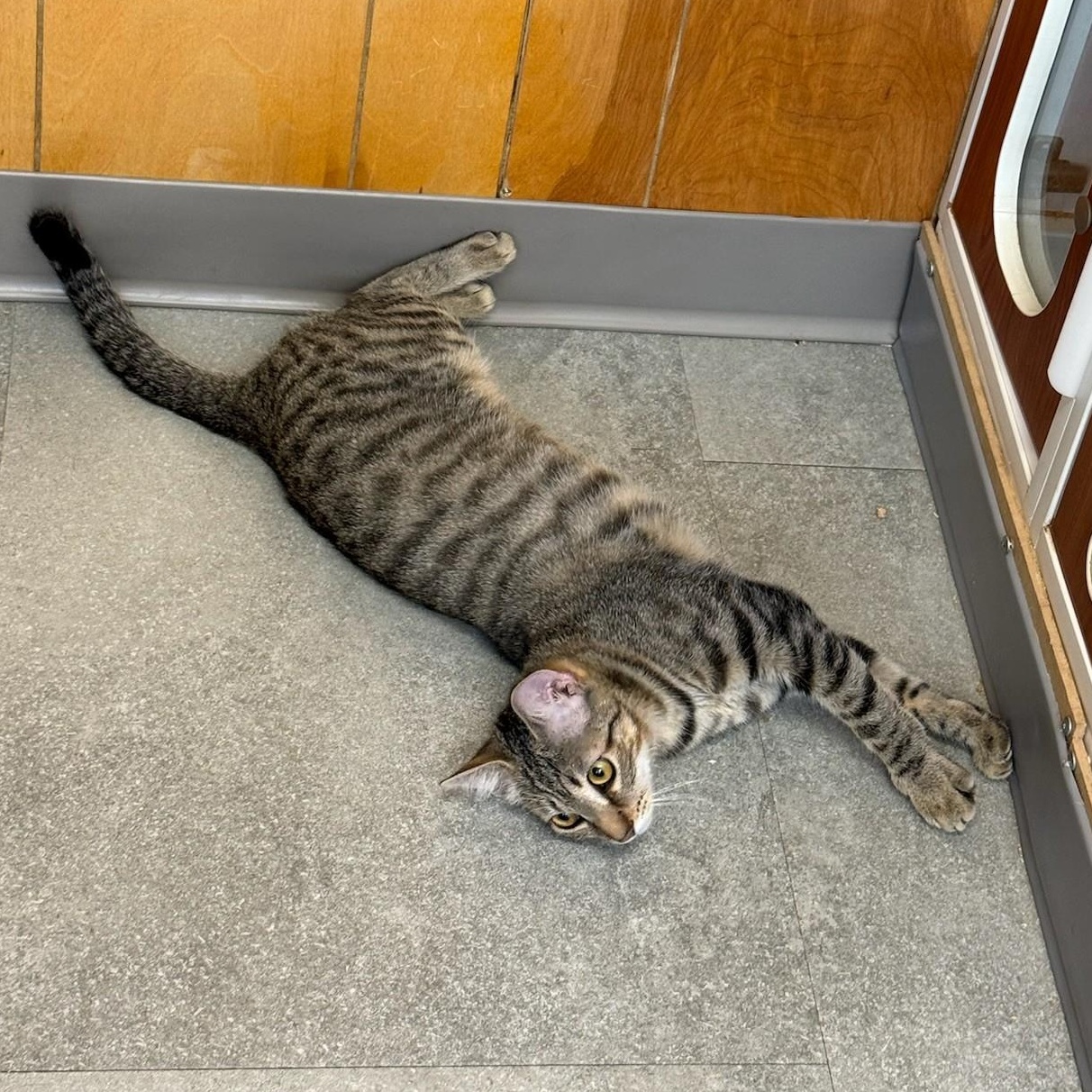 Mittens, an adopted Bengal in Kent, WA image 3/3