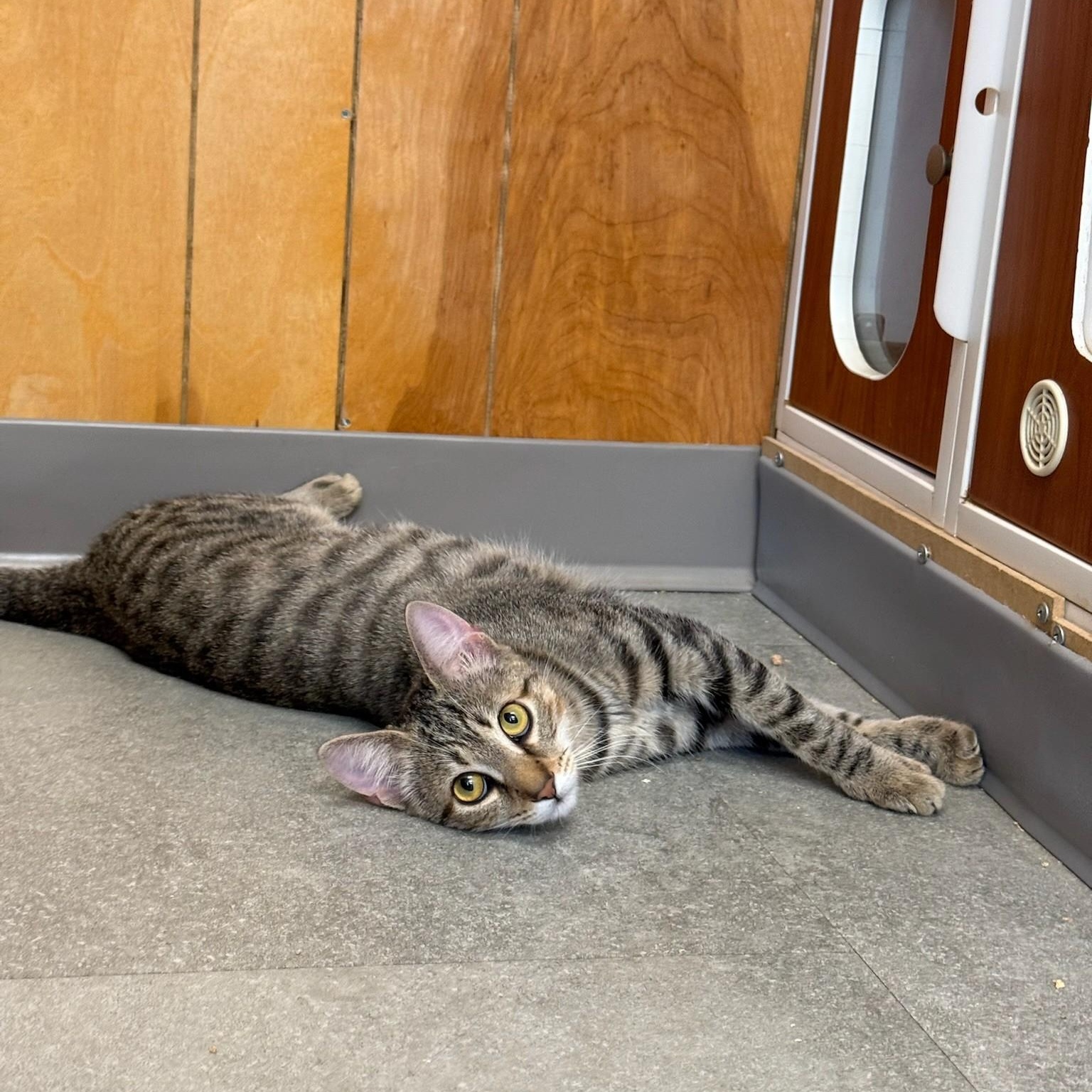 Mittens, an adopted Bengal in Kent, WA image 1/3