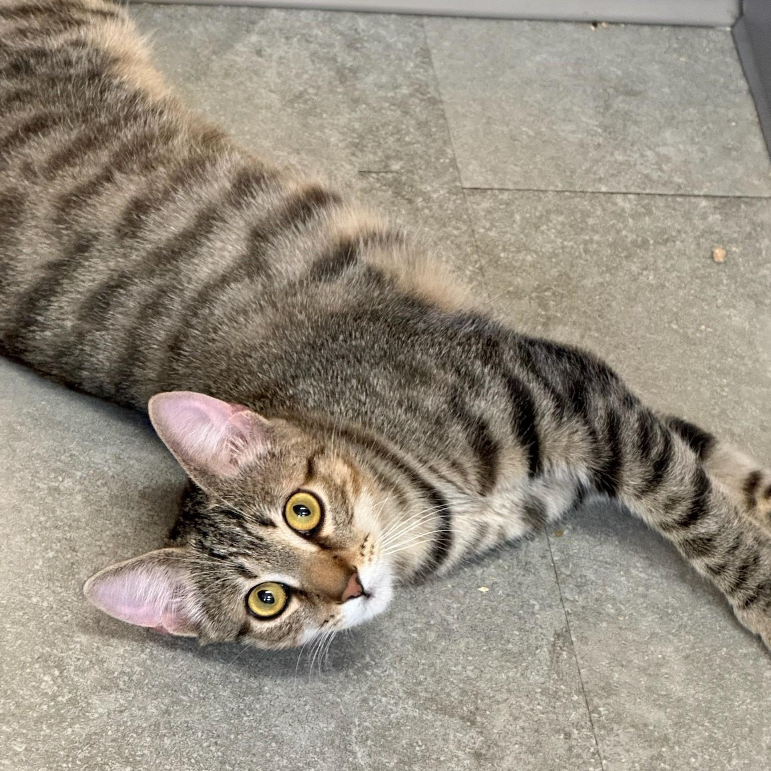 Mittens, an adopted Bengal in Kent, WA image 2/3