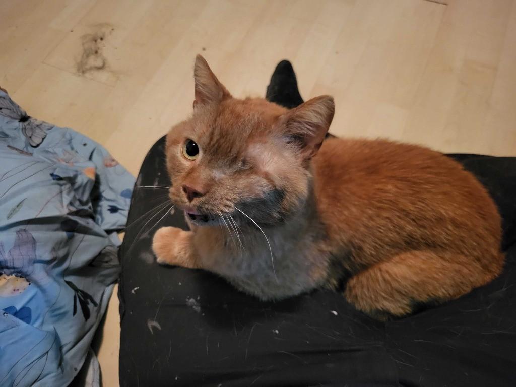 Stuart, Adoptable, Adult Male Domestic Short Hair.