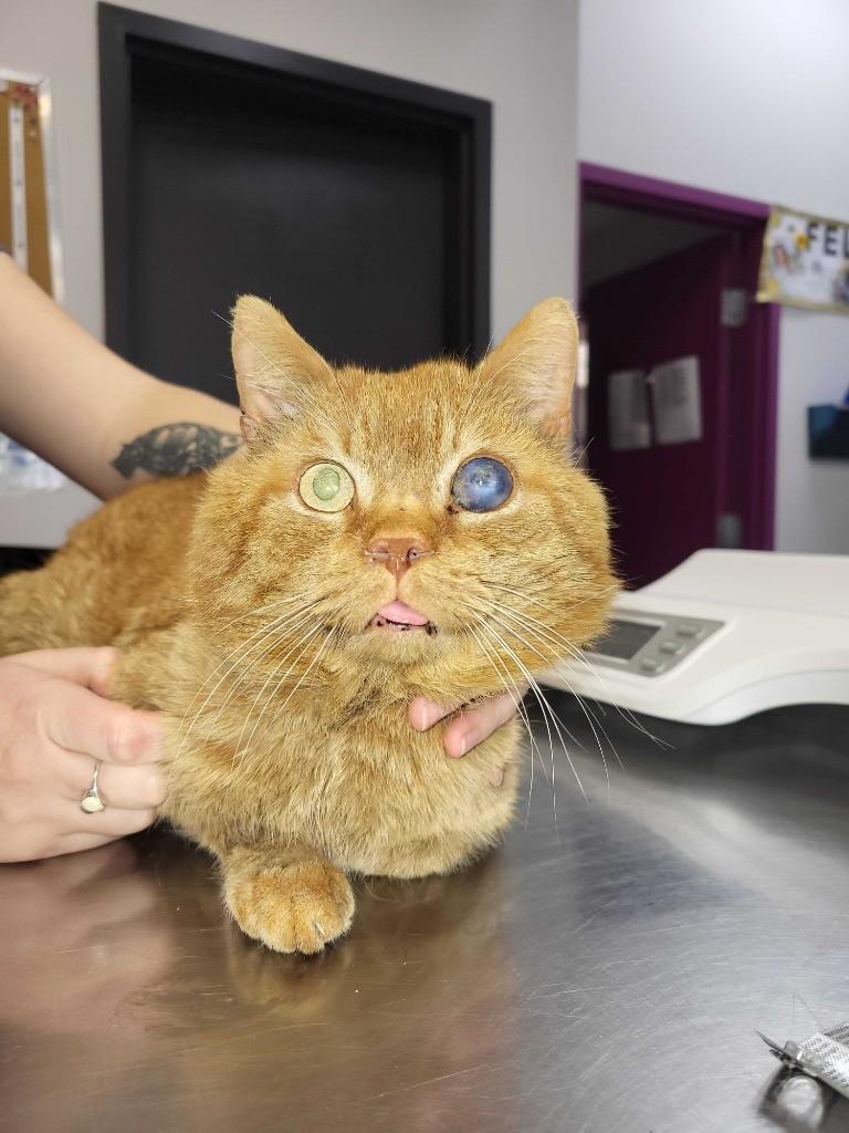 Stuart, a Adoptable Domestic Short Hair in Montreal, QC image 3/3