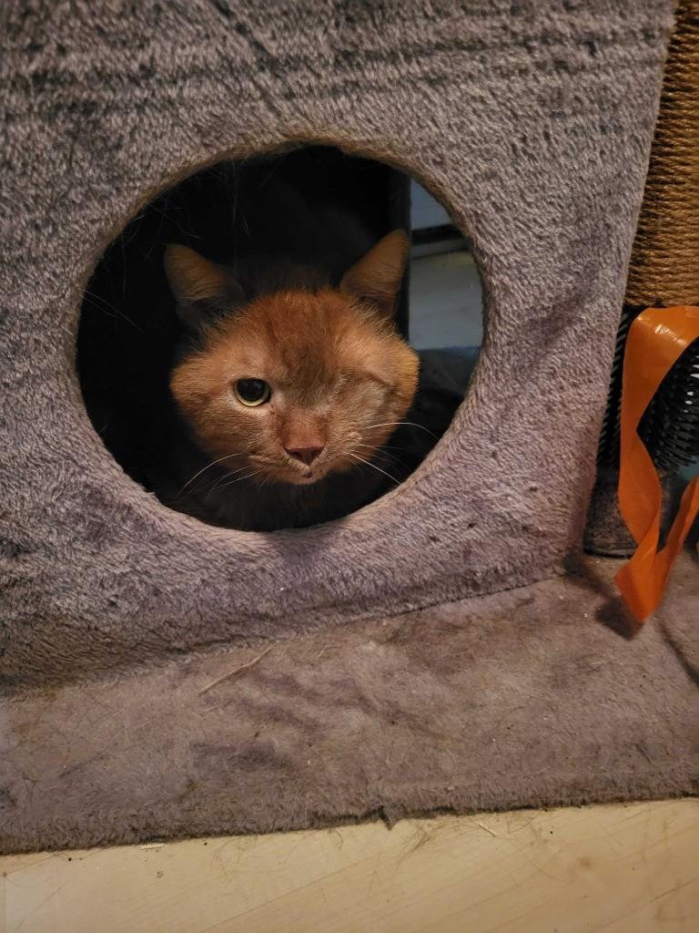 Stuart, a Adoptable Domestic Short Hair in Montreal, QC image 2/3