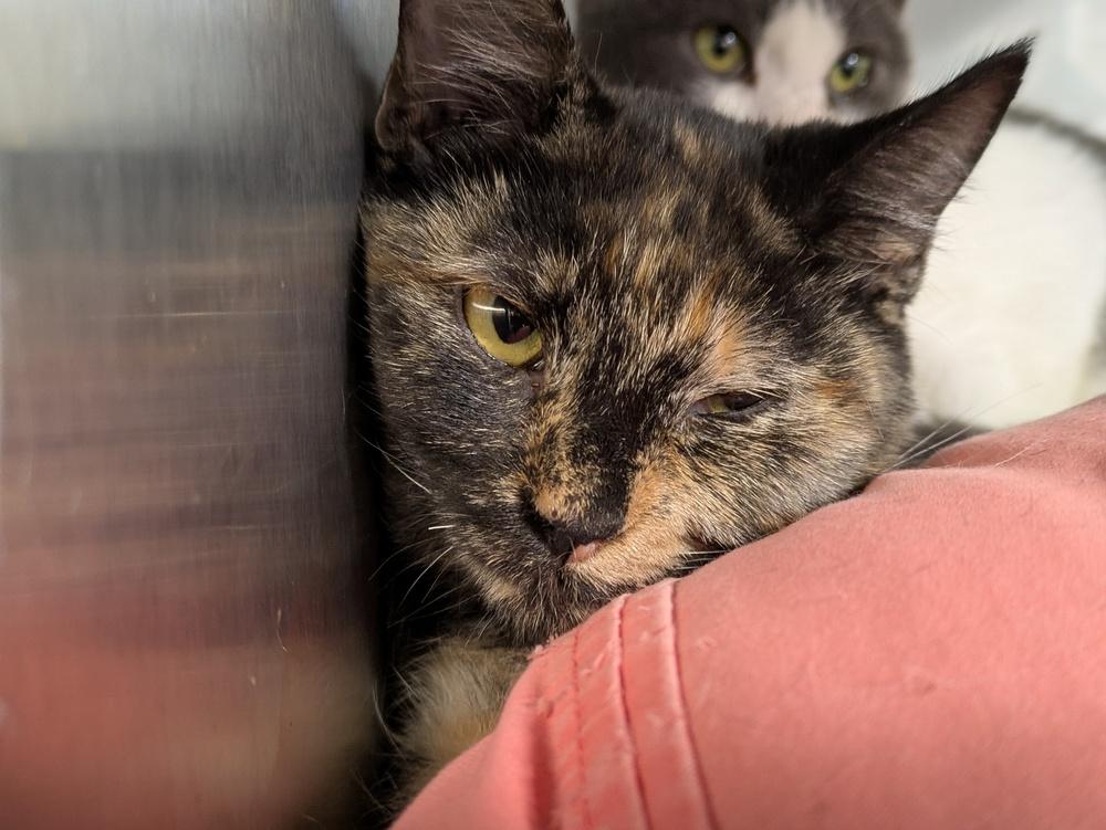 Uno, Adoptable, Kitten Female Domestic Short Hair.