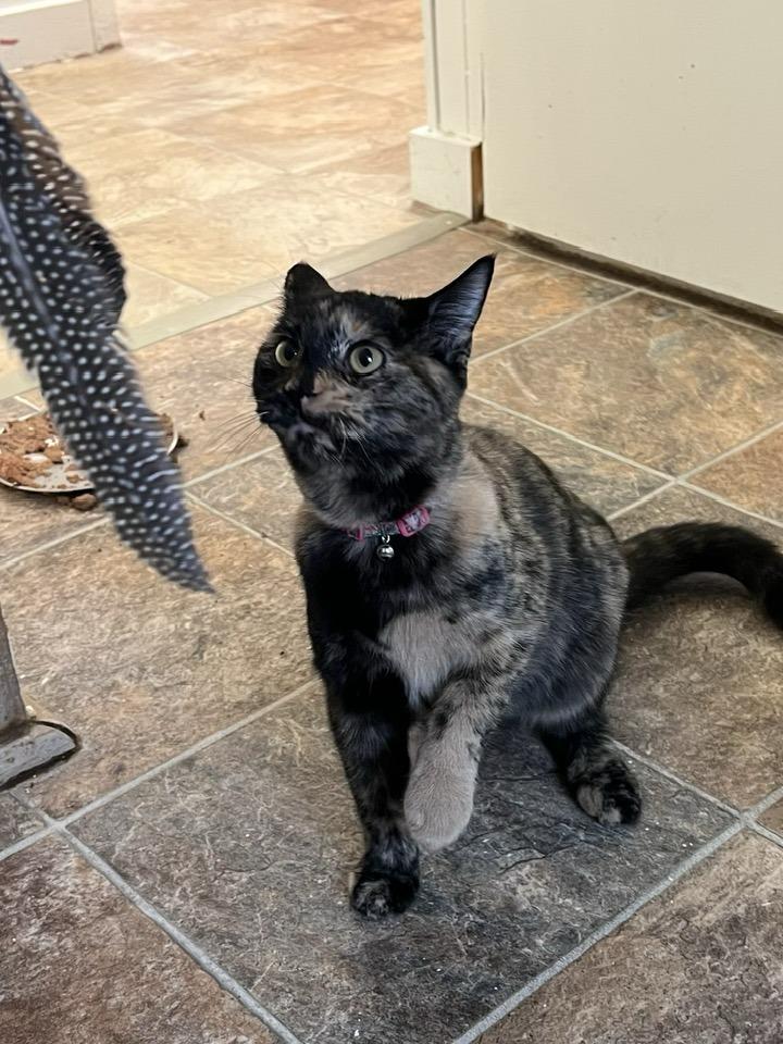 Enlarge Uno, a Adoptable mixed breed in Papillion, NE image 2/2