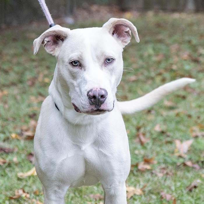 Aspen, a Adoptable American Bulldog in Slidell, LA image 1/3