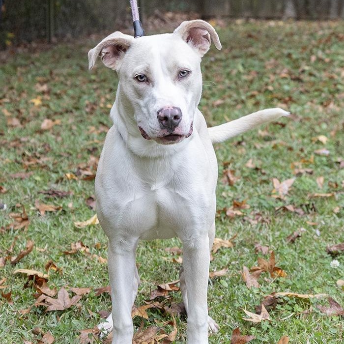 Aspen, a Adoptable American Bulldog in Slidell, LA image 2/3
