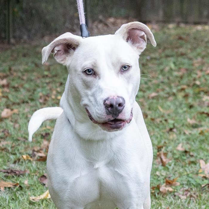 Aspen, a Adoptable American Bulldog in Slidell, LA image 3/3