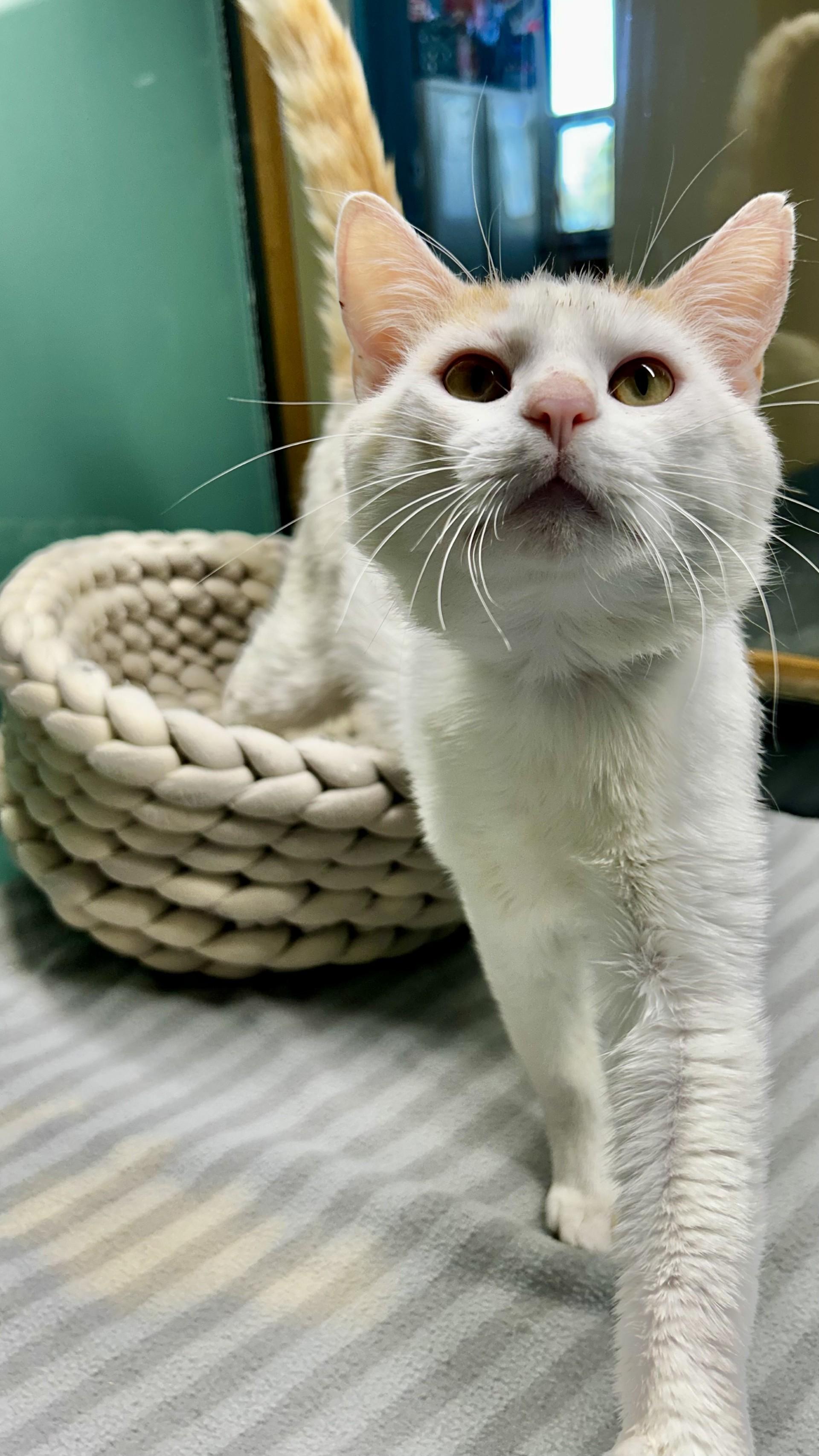 Rigatoni, adopted, Adult Male Domestic Short Hair.