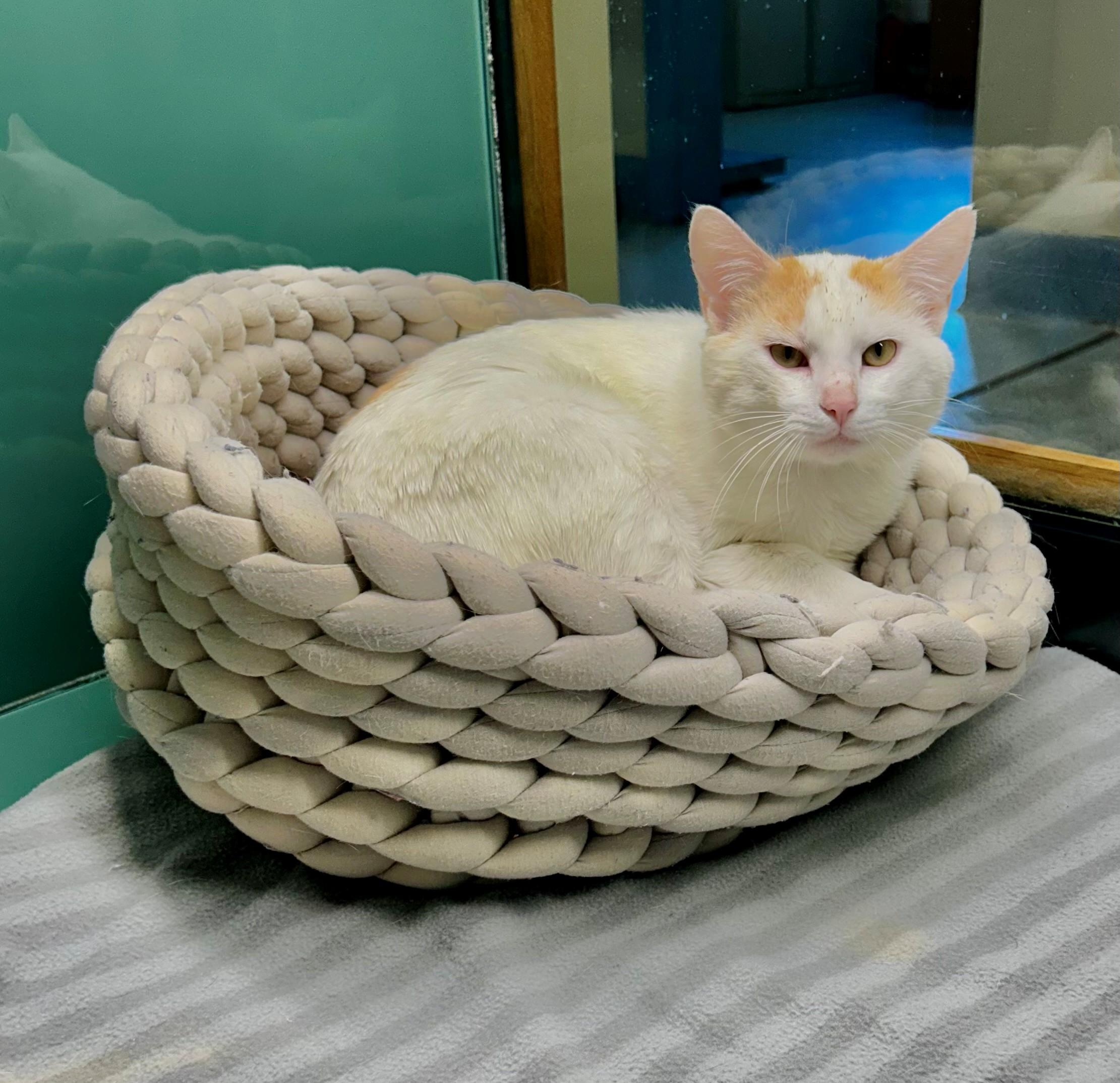 Enlarge Rigatoni, an adopted Domestic Short Hair in Suffolk, VA image 2/2