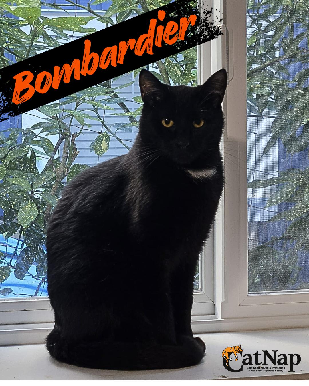 Enlarge Bombardier, a Adoptable Domestic Short Hair in Nanaimo, BC image 1/2