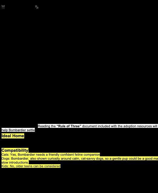 Enlarge Bombardier, a Adoptable Domestic Short Hair in Nanaimo, BC image 2/2