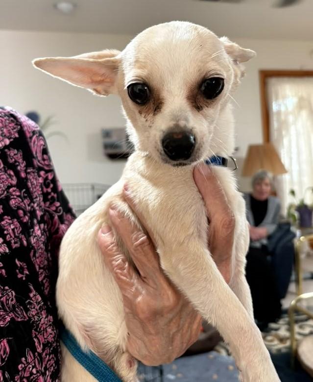BooBoo, ADOPTABLE, Adult Male Chihuahua.