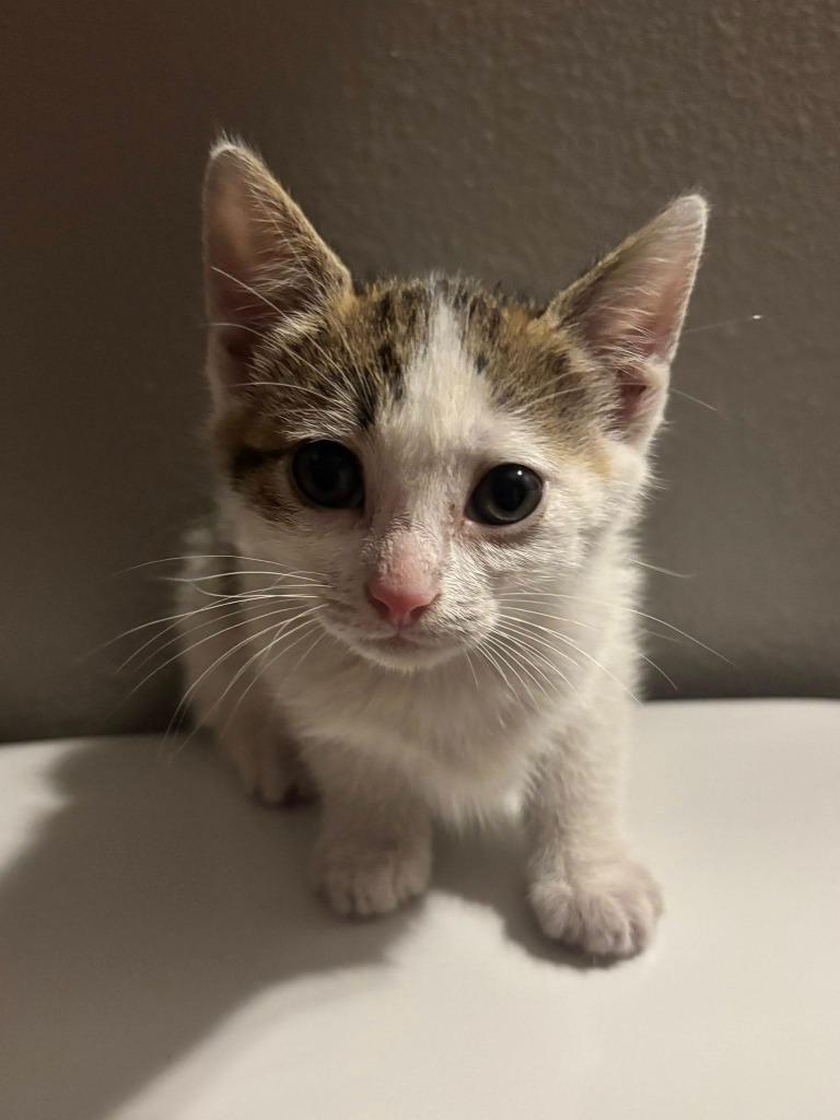 Rose, Adoptable, Kitten Female Domestic Short Hair.