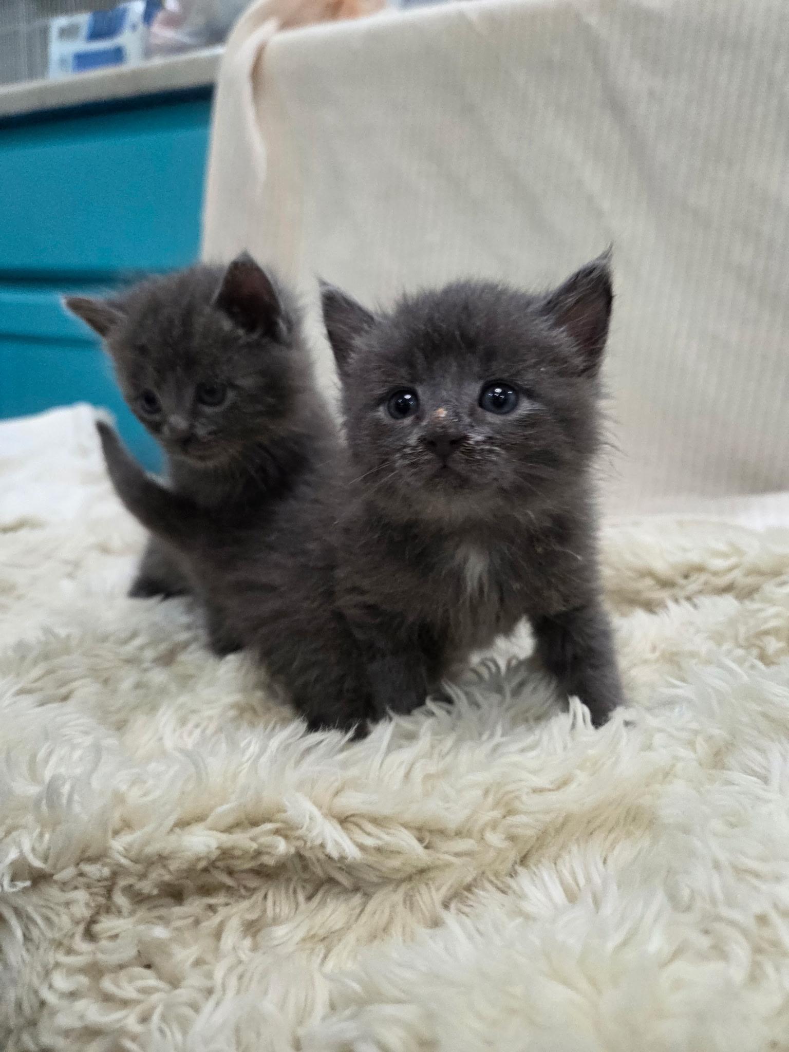 Enlarge Pickles and Cucumber , a ADOPTABLE Domestic Medium Hair in Columbia, MO image 1/3