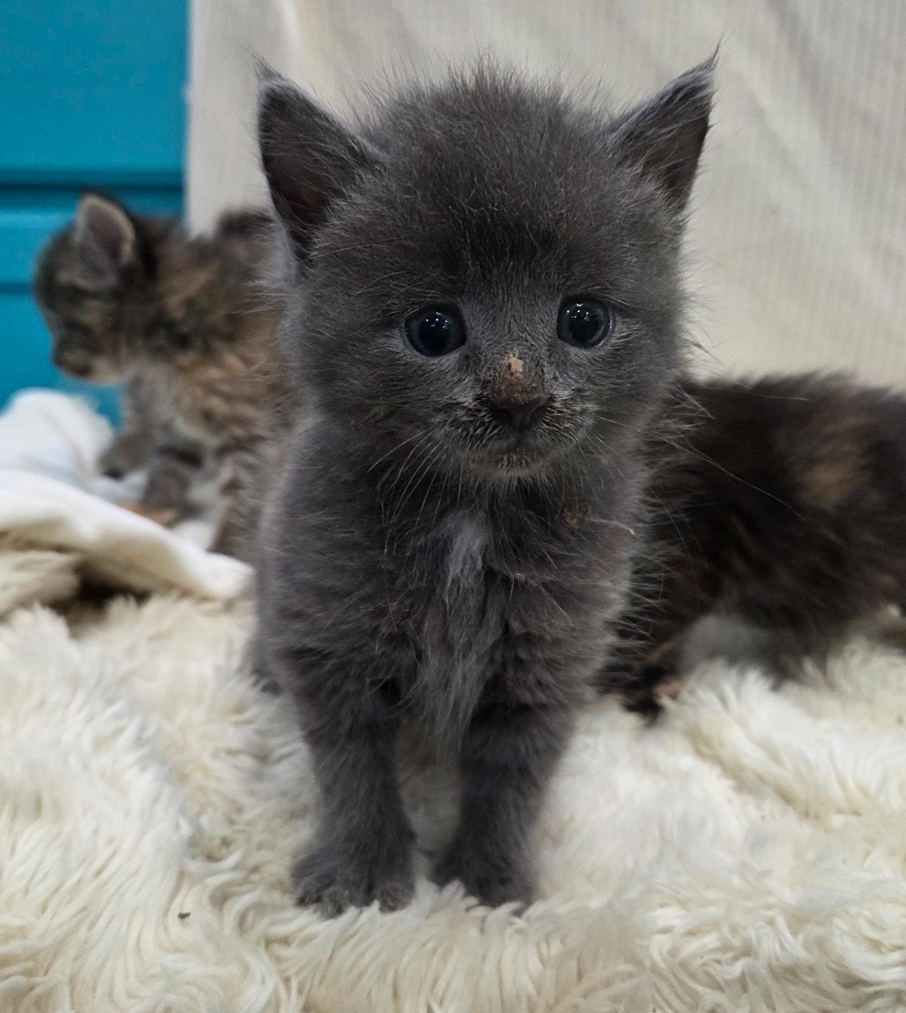 Enlarge Pickles and Cucumber , a ADOPTABLE Domestic Medium Hair in Columbia, MO image 3/3