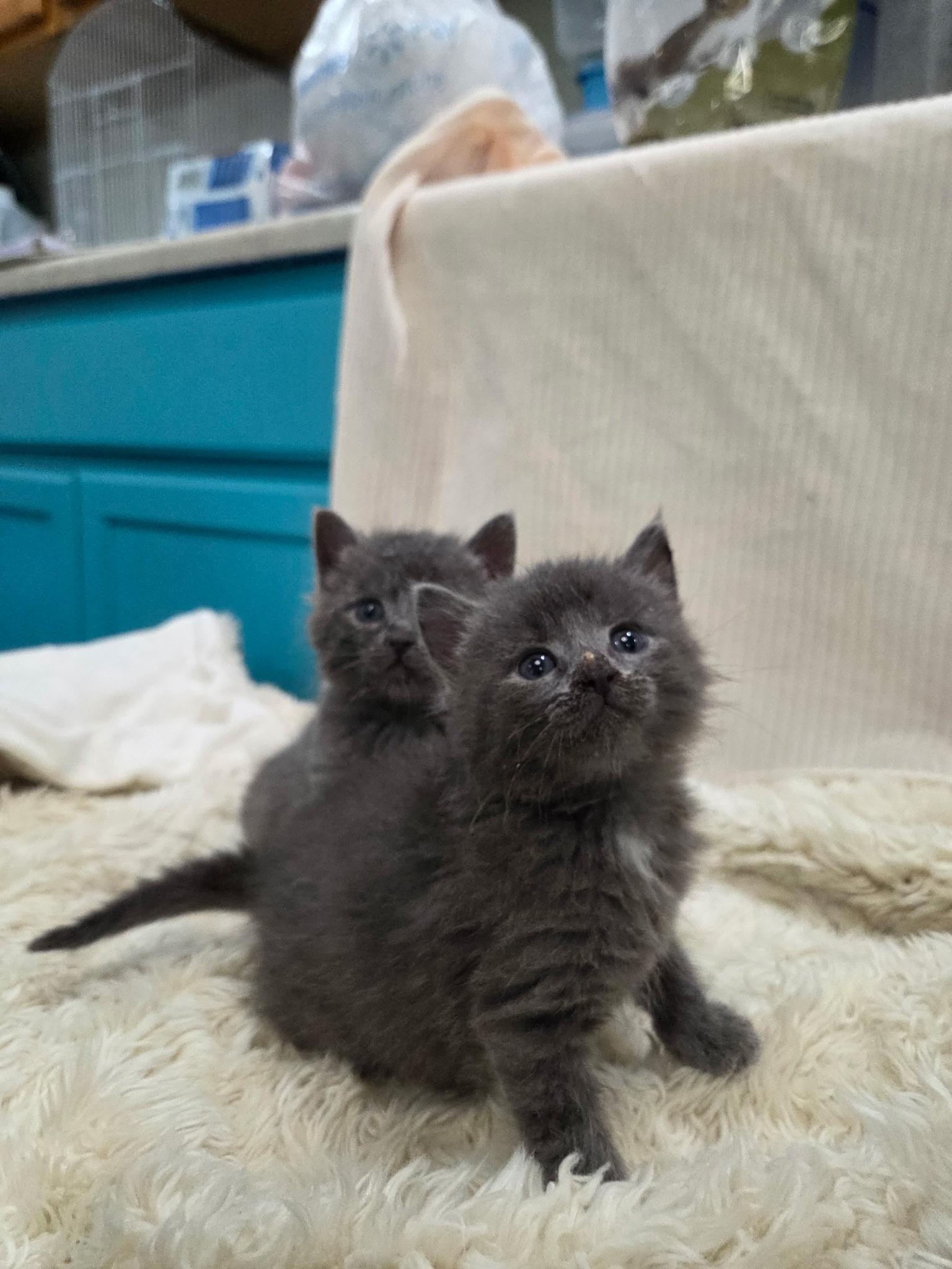 Enlarge Pickles and Cucumber , a ADOPTABLE Domestic Medium Hair in Columbia, MO image 2/3