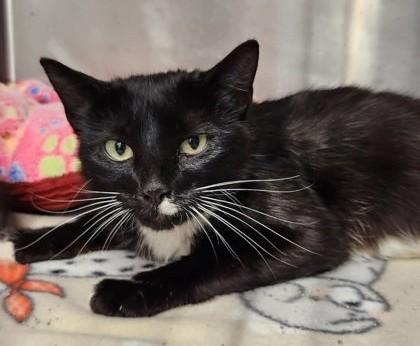 Penne - Barn Cat, ADOPTABLE, Adult Female Domestic Short Hair.