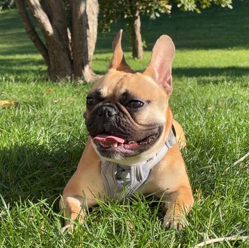Enlarge Stella, a Adoptable French Bulldog in Downers Grove, IL image 2/5