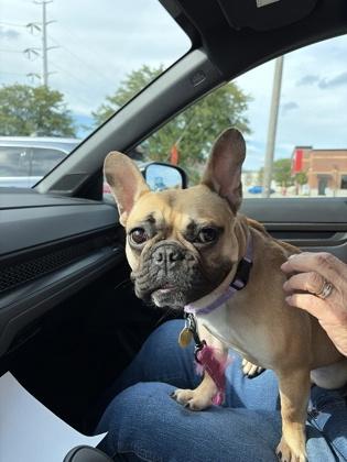 Enlarge Stella, a Adoptable French Bulldog in Downers Grove, IL image 5/5
