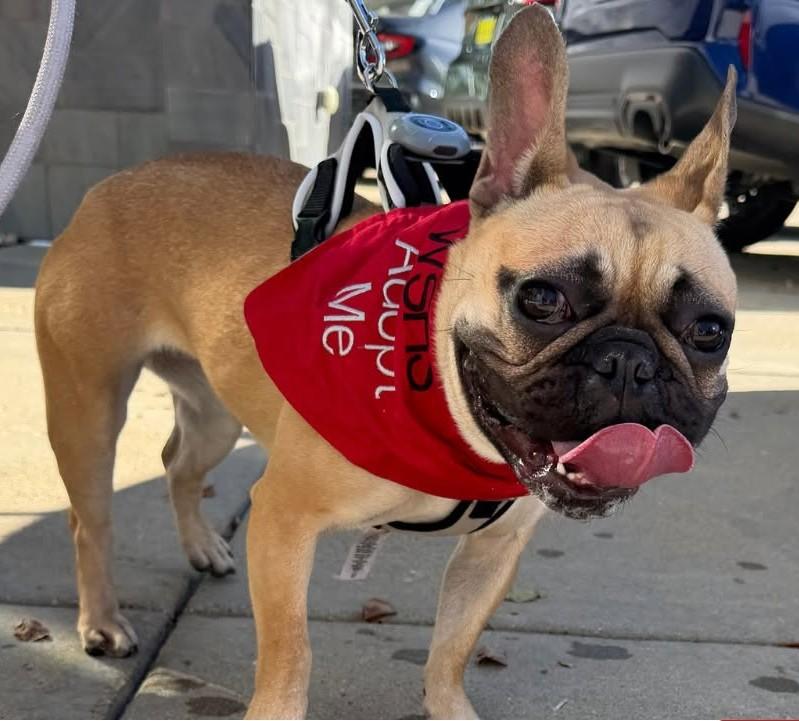 Enlarge Stella, a Adoptable French Bulldog in Downers Grove, IL image 4/5
