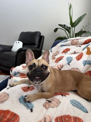 Stella, Adoptable, Adult Female French Bulldog.